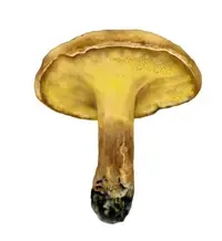 Alder Bolete