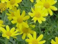 common woolly sunflower (Eriophyllum lanatum) plant