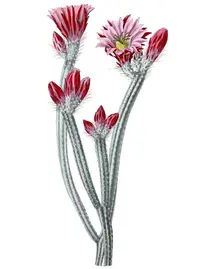 dahlia hedgehog cactus