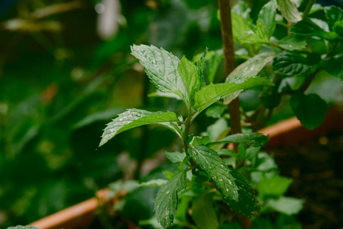Best Plants That Repel Spiders - Peppermint
