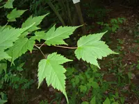 Bearded maple