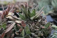Gasteria obliqua