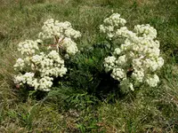 mountain celery