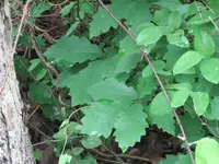 dwarf chinkapin oak