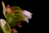 dwarf huckleberry (Gaylussacia dumosa) plant