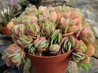 Kalanchoe fedtschenkoi in the pot