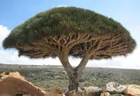 Dragon's Blood Tree