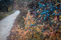 Canadian serviceberry (Amelanchier canadensis) plant