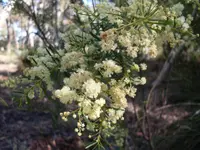Flax-leaved Wattle (Acacia linifolia) plant
