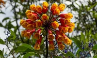 Bomarea glaucescens