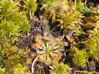 pink sundew