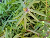 Portulaca grandiflora