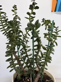 Jade plant photo by a Botan App user