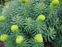 Mediterranean spurge (Euphorbia characias) plant