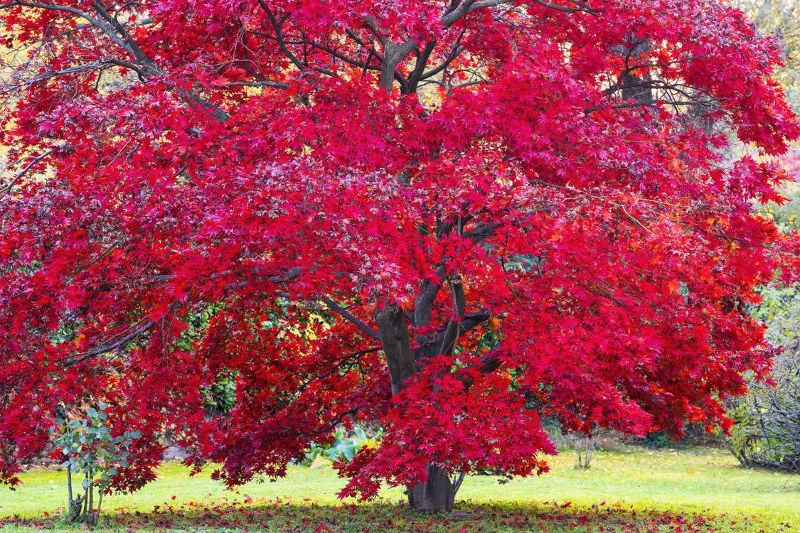 Best Front Yard Trees for Every Home and Yard - Red Maple