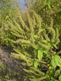 great ragweed (Ambrosia trifida) plant