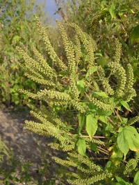 great ragweed