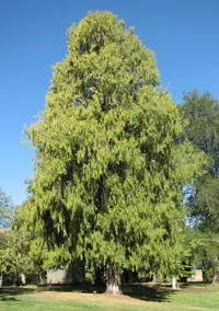 Chinese weeping cypress