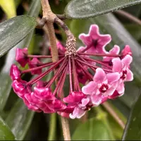 Hoya