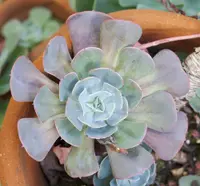 Ghost Echeveria