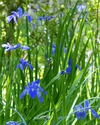 giant blue iris