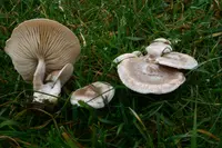 Fool's Funnel