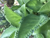 Mother of Thousands