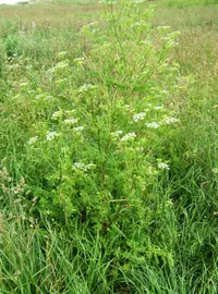 poison hemlock