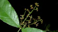 Cheiloclinium cognatum