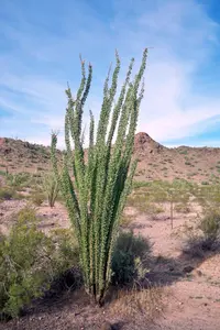 ocotillo Watering Guide