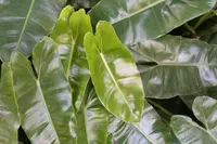 Philodendron burle-marxii