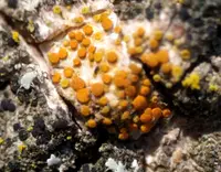 Athallia cerinella