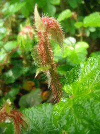 Chinese Bramble