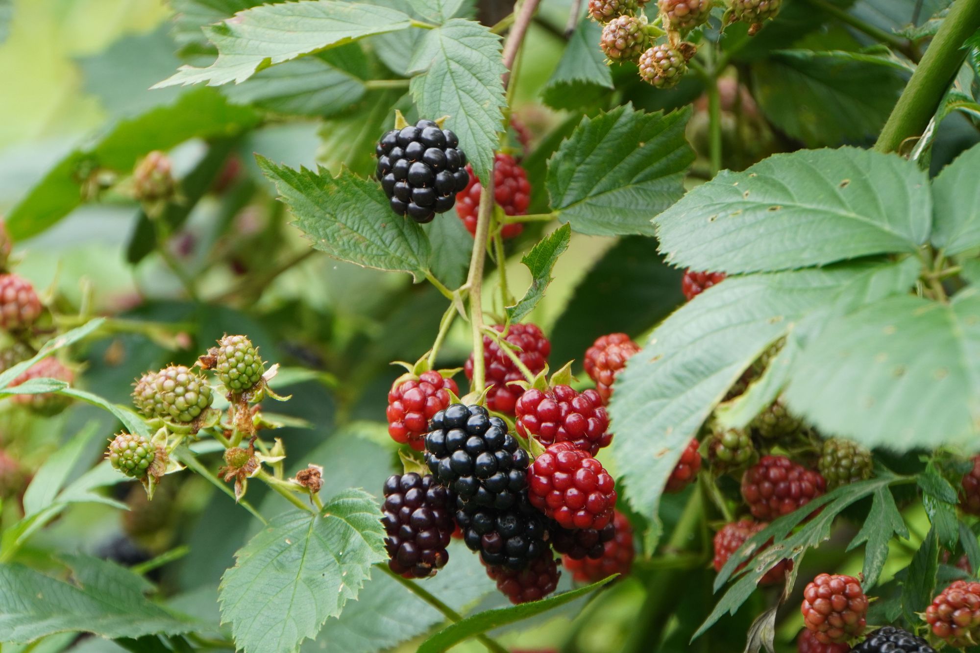 Thorny Vines - Blackberry