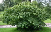 bottlebrush buckeye (Aesculus parviflora) plant