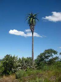 Zimbabwe Aloe