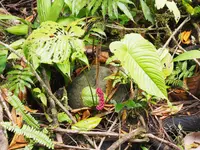 Anthurium cuspidatum