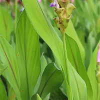 Curcuma alismatifolia leaves