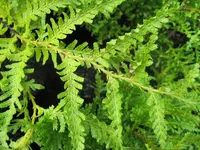 Kawaka