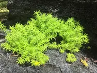 Stonecrop