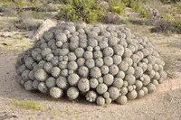 Copiapoa malletiana
