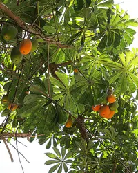Wild Papaya