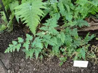 Selaginella willdenowii