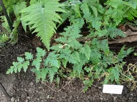 Selaginella willdenowii