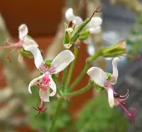 Meaty Storksbill