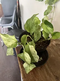Golden Pothos photo by a Botan App user