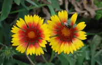common gaillardia