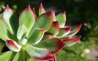 Leaves
