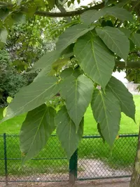 Père David's maple