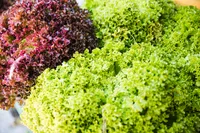 bitter lettuce